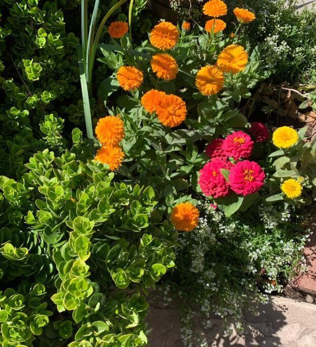 Encanto Cactus Flower Casita フェニックス エクステリア 写真