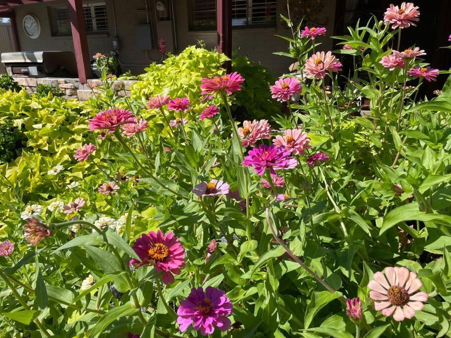 Encanto Cactus Flower Casita フェニックス エクステリア 写真